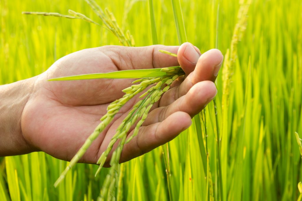 A Relatively Simple Explanation of the Greenhouse Effect - Northmore Gordon