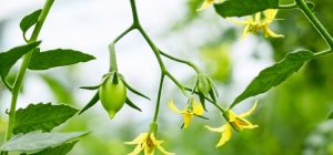 Brightgreen gives us a plug