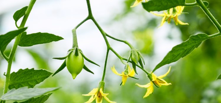 Brightgreen gives us a plug