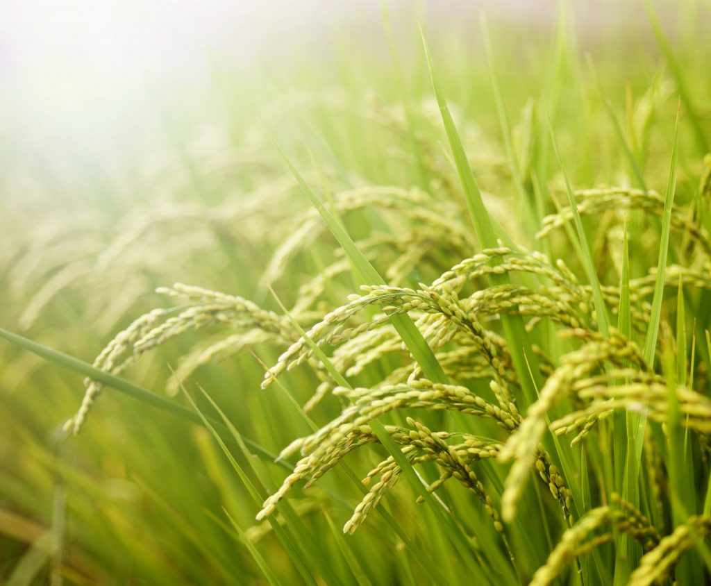 Renewables fail during heatwaves... I don't think so. How solar shifted the peak in SA during heat waves