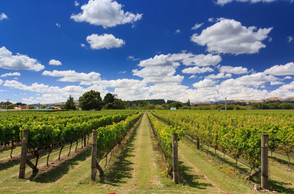 5 steps to a carbon strategy - net zero strategy - winery and clouds - Northmore Gordon